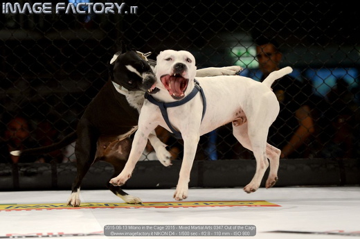 2015-06-13 Milano in the Cage 2015 - Mixed Martial Arts 0347 Out of the Cage